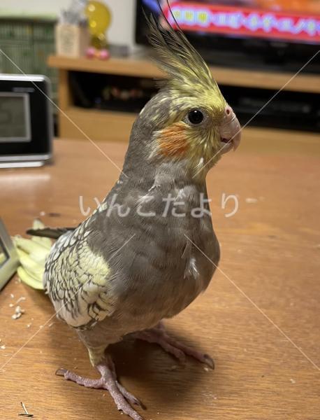 迷い鳥の写真