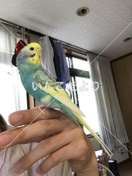 迷い鳥の写真
