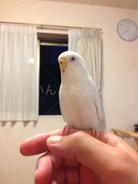 迷い鳥の写真