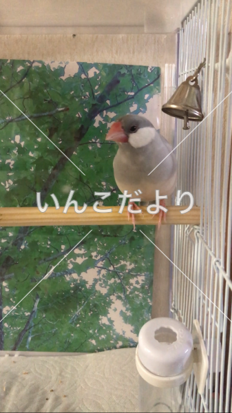 迷い鳥の写真