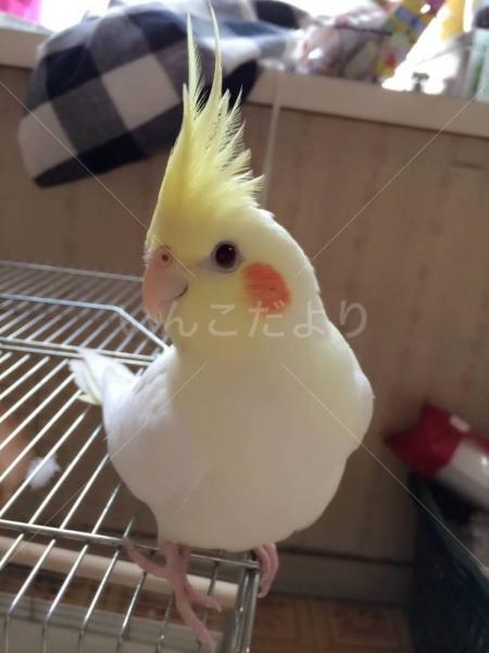 迷い鳥の写真