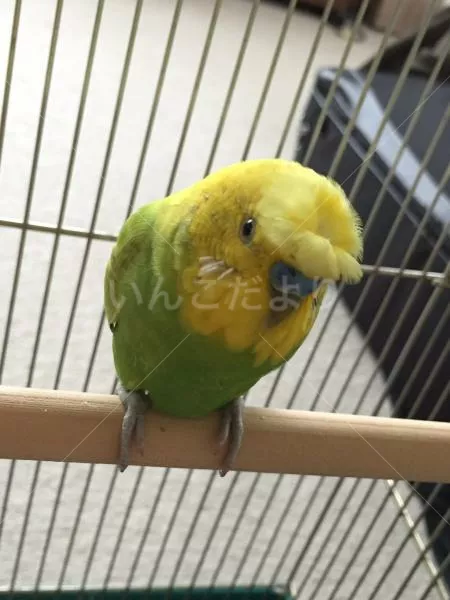 保護鳥の写真