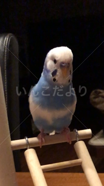 迷い鳥の写真