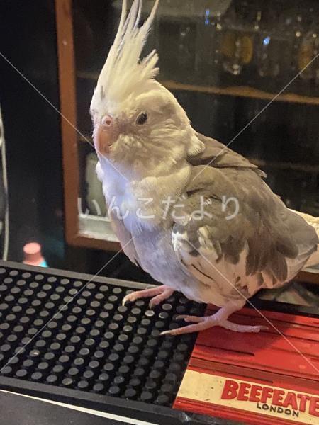 迷い鳥の写真