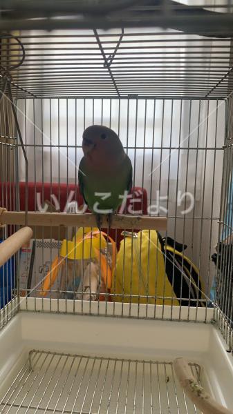 保護鳥の写真