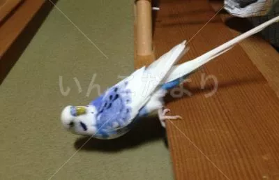 保護鳥の写真