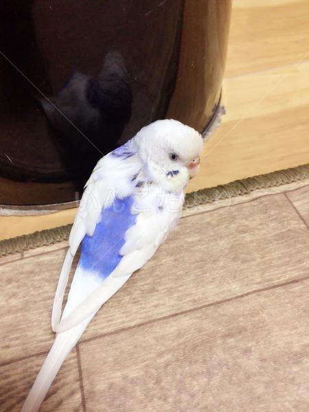 迷い鳥の写真