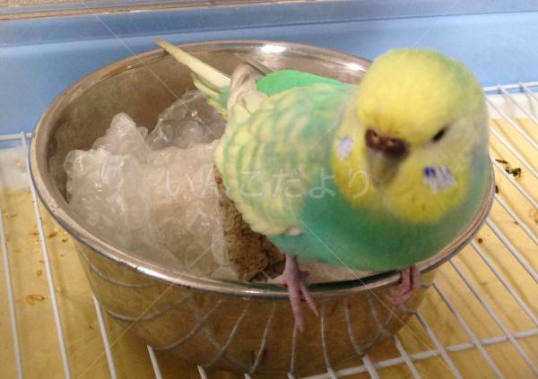 迷い鳥の写真