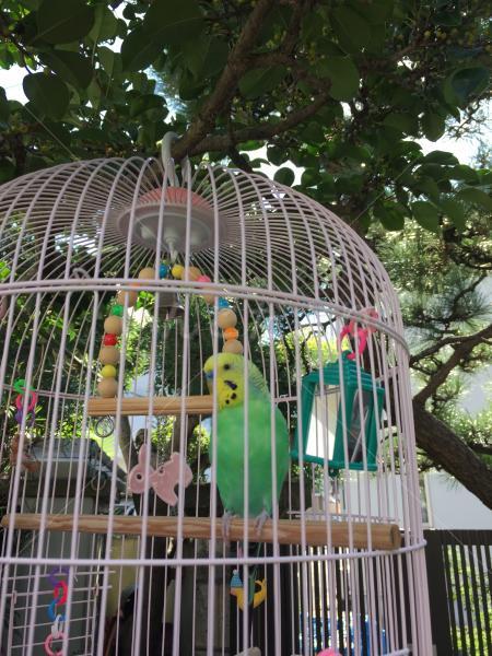 迷い鳥の写真