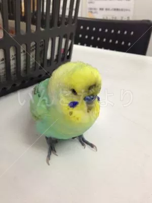 保護鳥の写真