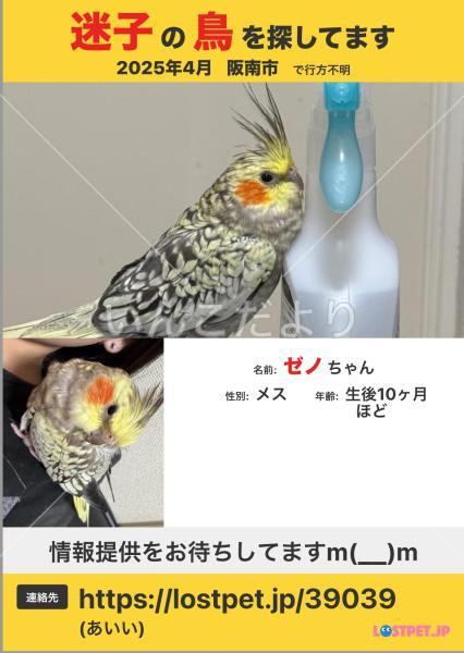 迷い鳥の写真