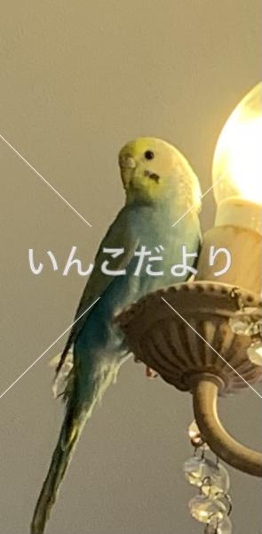 迷い鳥の写真