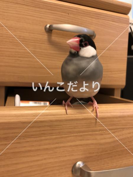 迷い鳥の写真