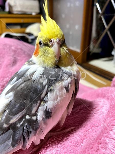 迷い鳥の写真