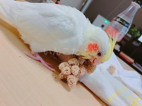 迷い鳥の写真