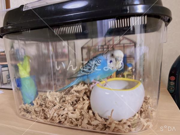 保護鳥の写真