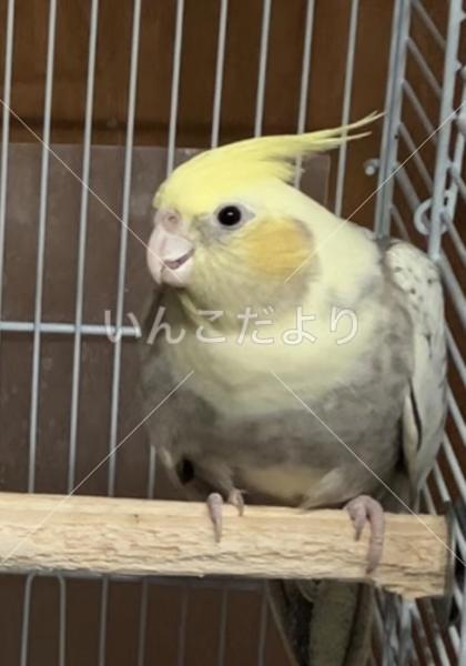迷い鳥の写真