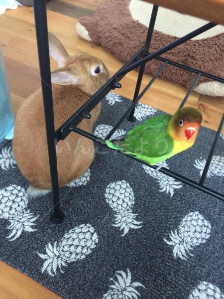 迷い鳥の写真