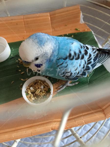保護鳥の写真