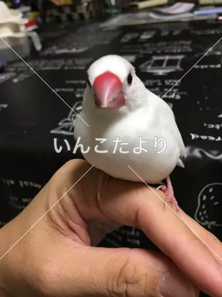 保護鳥の写真