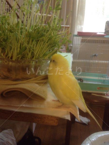迷い鳥の写真