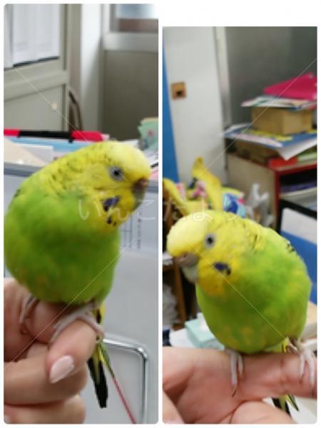保護鳥の写真