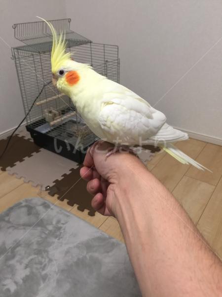 迷い鳥の写真