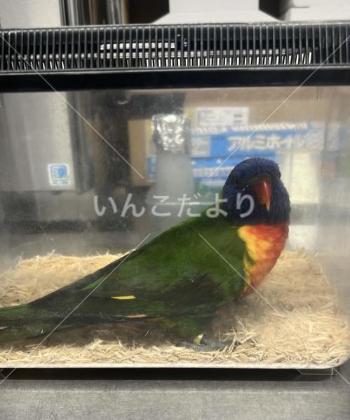 迷い鳥の写真