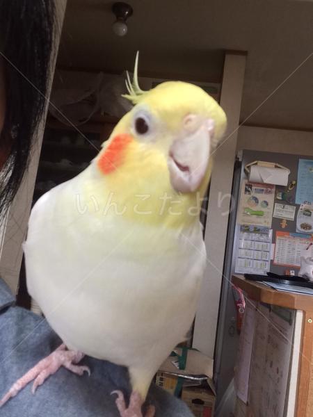 迷い鳥の写真