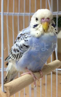 保護鳥の写真