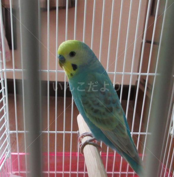 保護鳥の写真