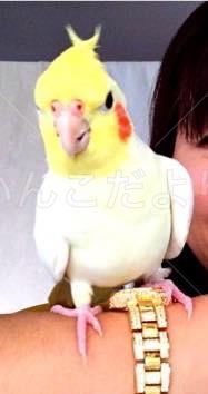 迷い鳥の写真