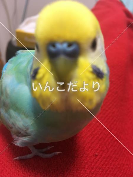 迷い鳥の写真