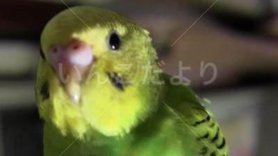 迷い鳥の写真