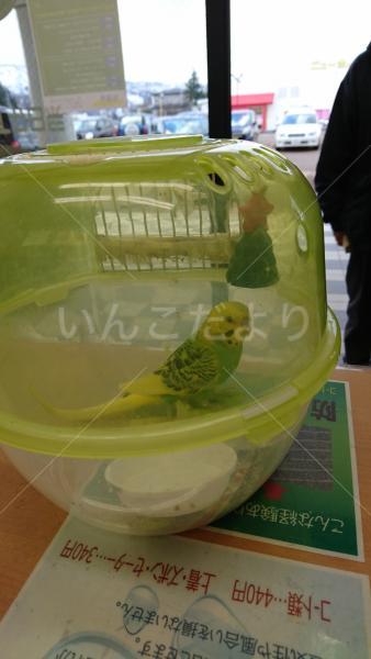 保護鳥の写真