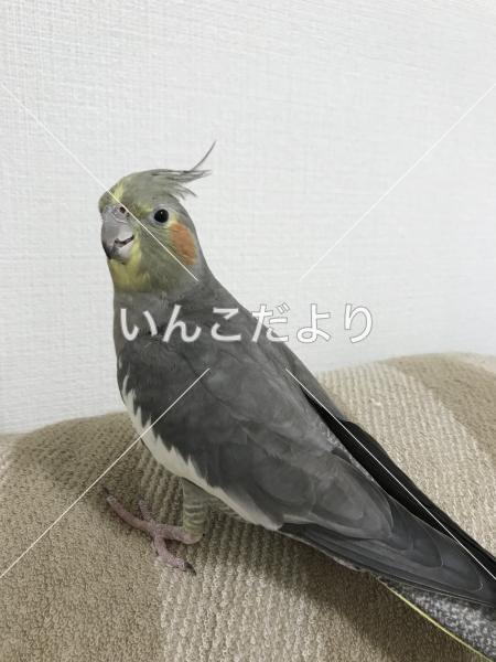 迷い鳥の写真