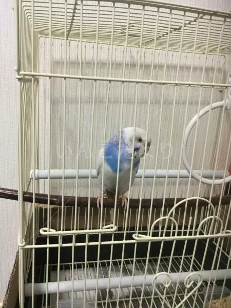保護鳥の写真