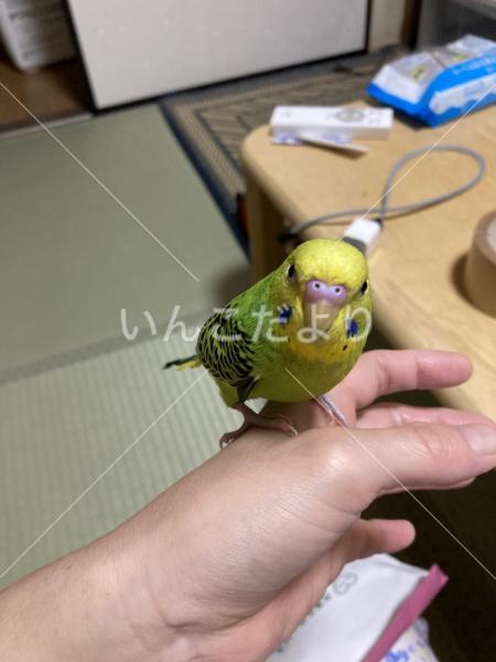 迷い鳥の写真