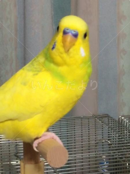 迷い鳥の写真