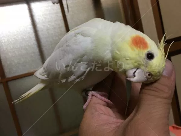 保護鳥の写真