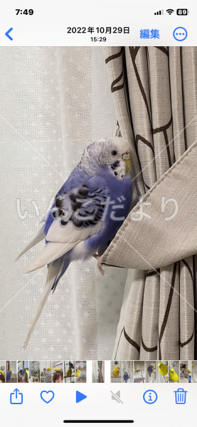 迷い鳥の写真