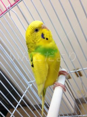 保護鳥の写真