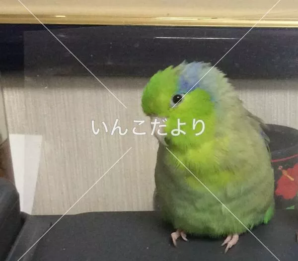 迷い鳥の写真