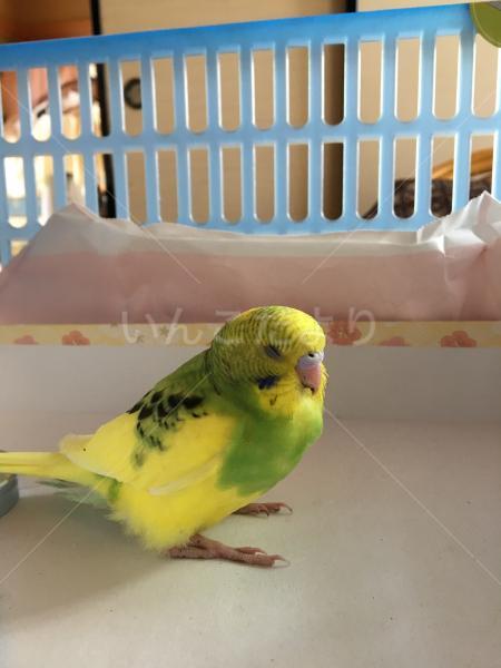 保護鳥の写真