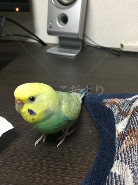 迷い鳥の写真