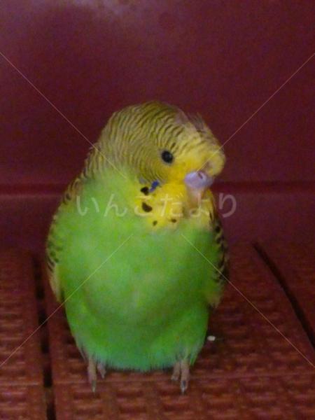 保護鳥の写真