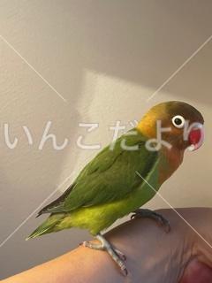 保護鳥の写真