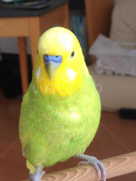 迷い鳥の写真