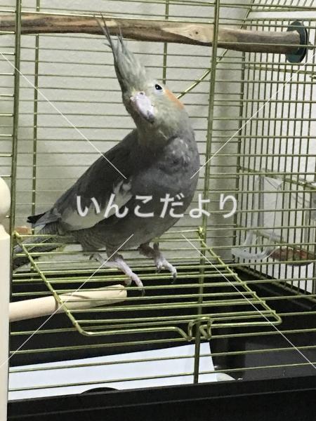迷い鳥の写真