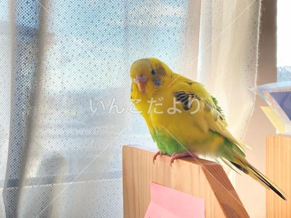 保護鳥の写真